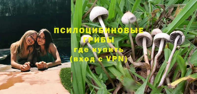 где найти   Сим  гидра рабочий сайт  Галлюциногенные грибы Psilocybine cubensis 